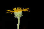 Ccottony goldenaster